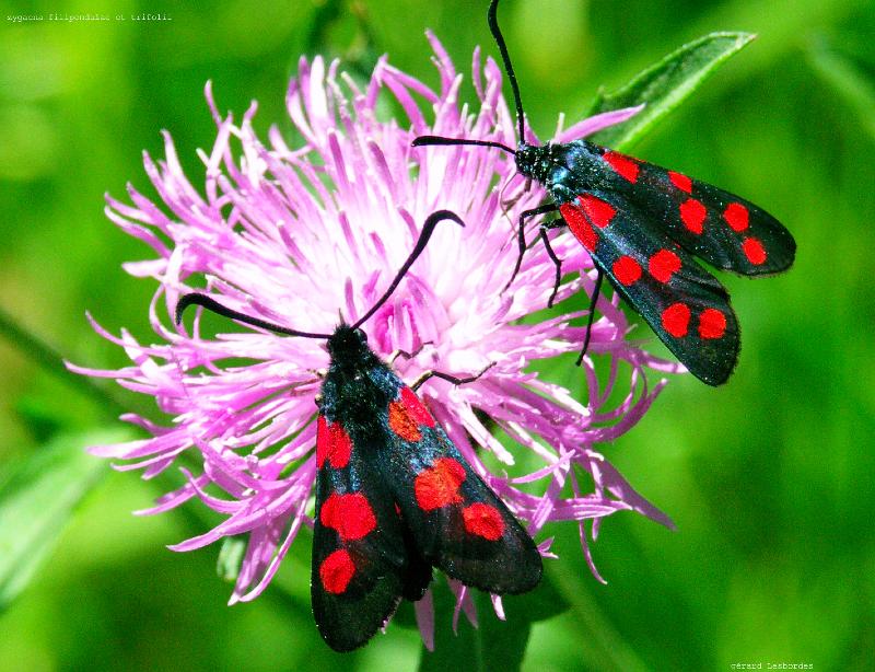 filipendulae et trifolii 1.jpg